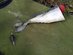 Quantum Mr. Pike Bait Pop Up Kit Red (3-pack) -Promos Cannes Boutique 22 6240001 3