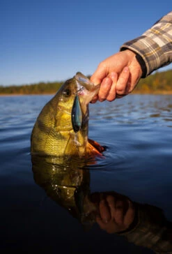 Headbanger Cranky Shad -Promos Cannes Boutique CS 25 SS BKr 5