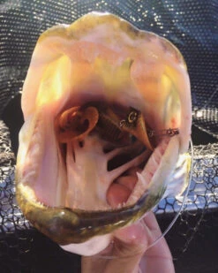 Headbanger Tail -Promos Cannes Boutique Headbangertailr 3